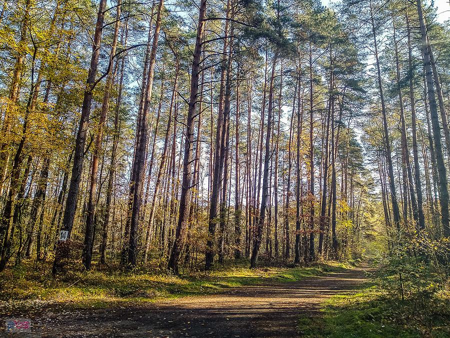 Na leśnych ścieżkach