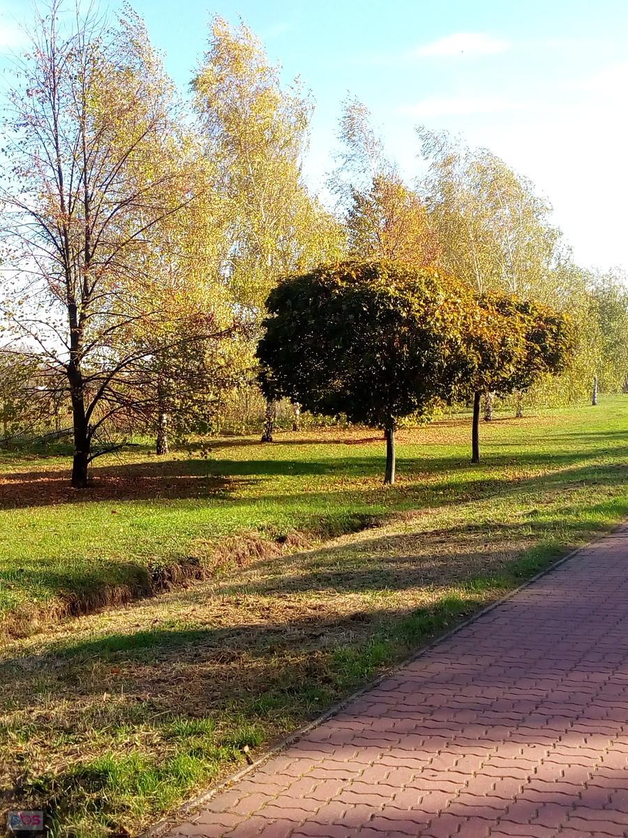 Listopad, a tu ciągle zielono