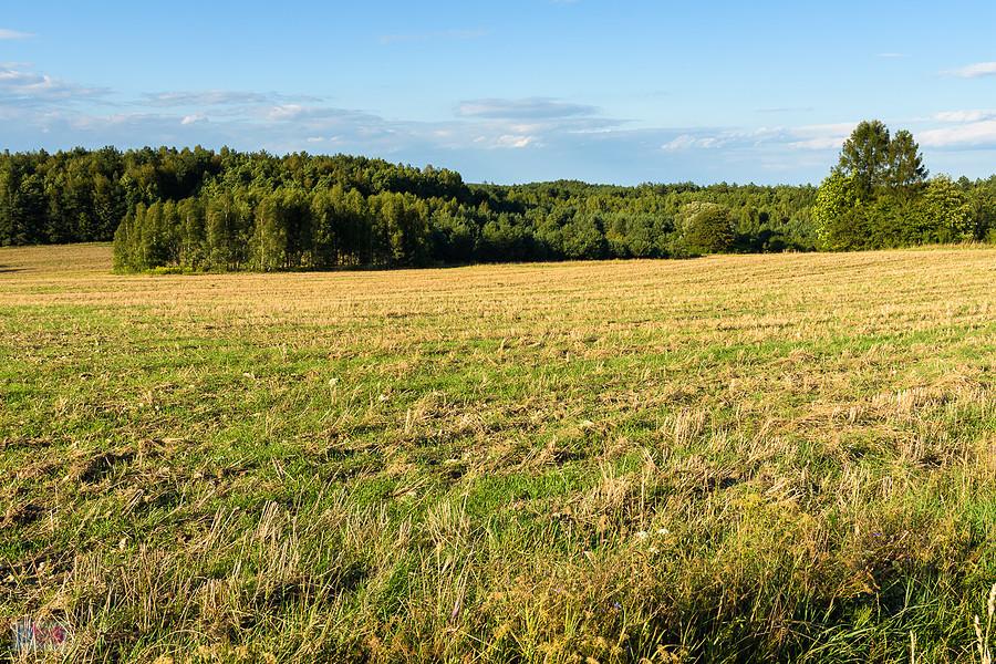 Pola w Zrębicach