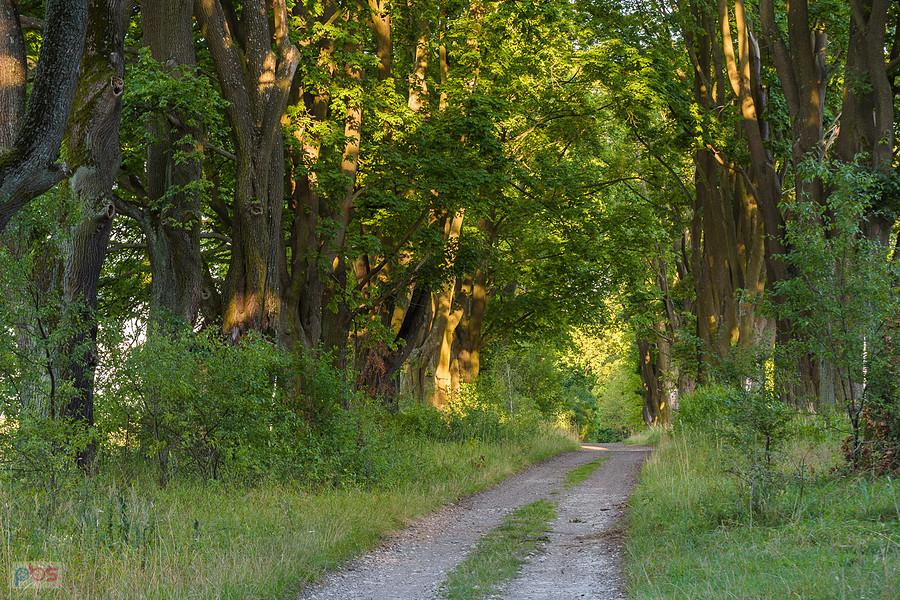 Aleja Klonów w Złotym Potoku popołudniową porą