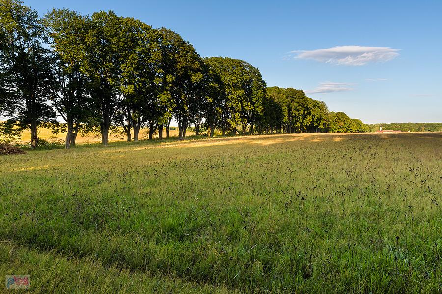 Z widokiem na Aleję Klonów - Złoty Potok