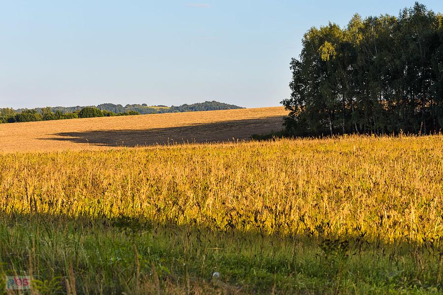 Pola w Złotym Potoku - widok z Alei Klonów