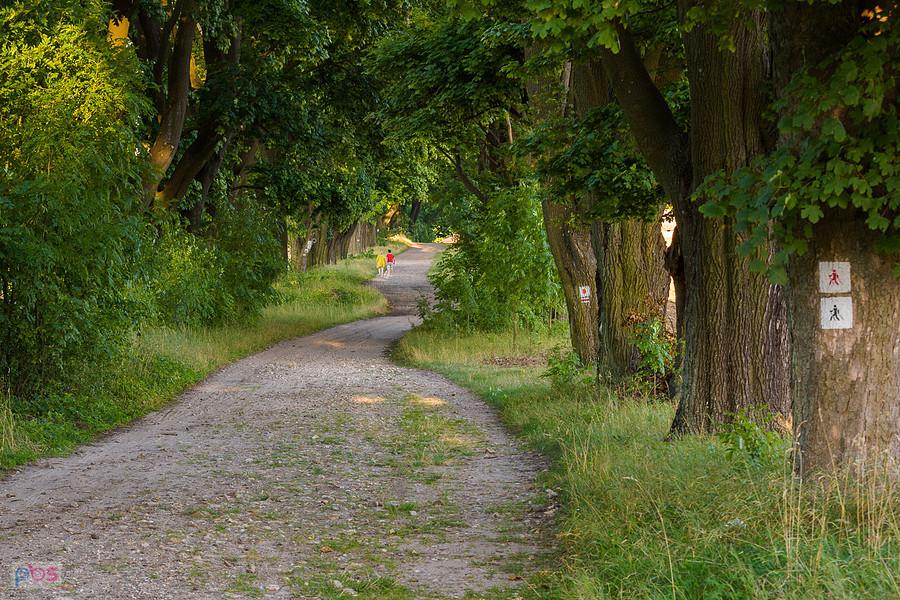 Idealne miejsce na relaks wśród zieleni - Aleja Klonów w Złotym Potoku