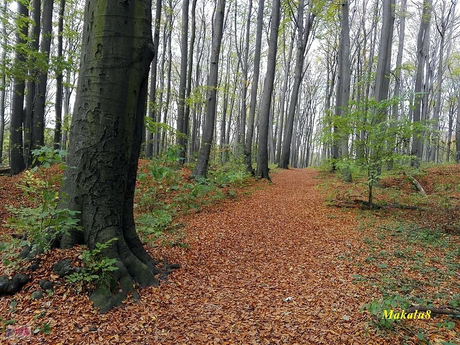 Rezerwat Segiet