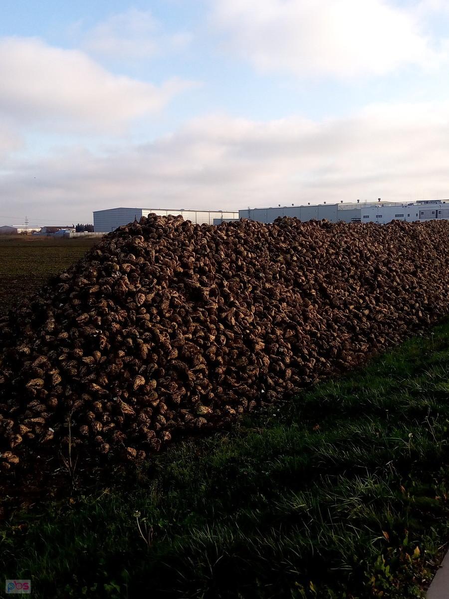To nie kamienie, tylko buraki cukrowe