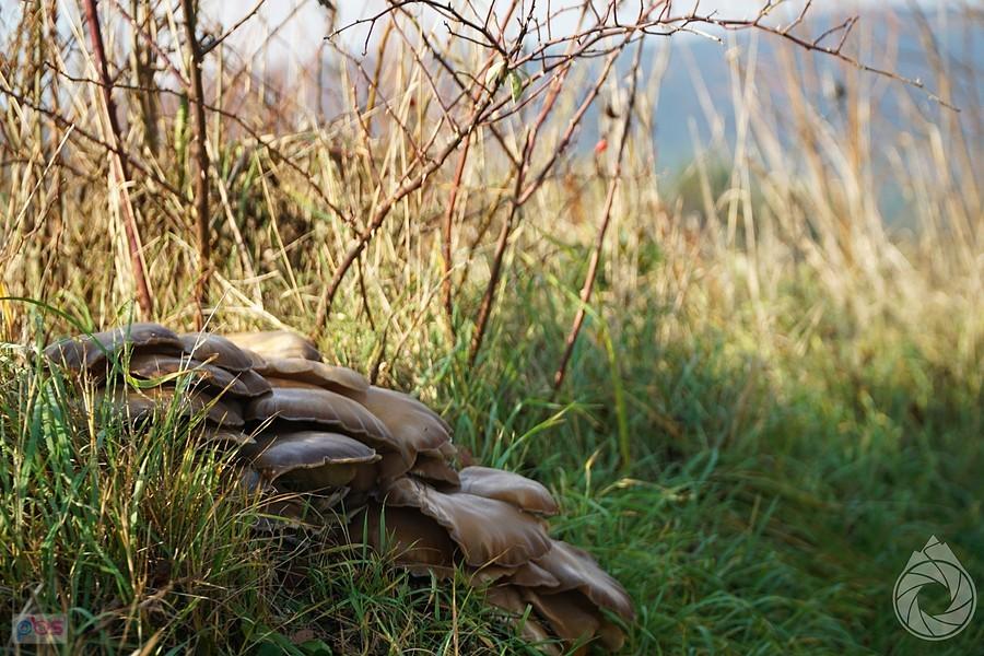 ostatni grzebol jesienny pod Magurą