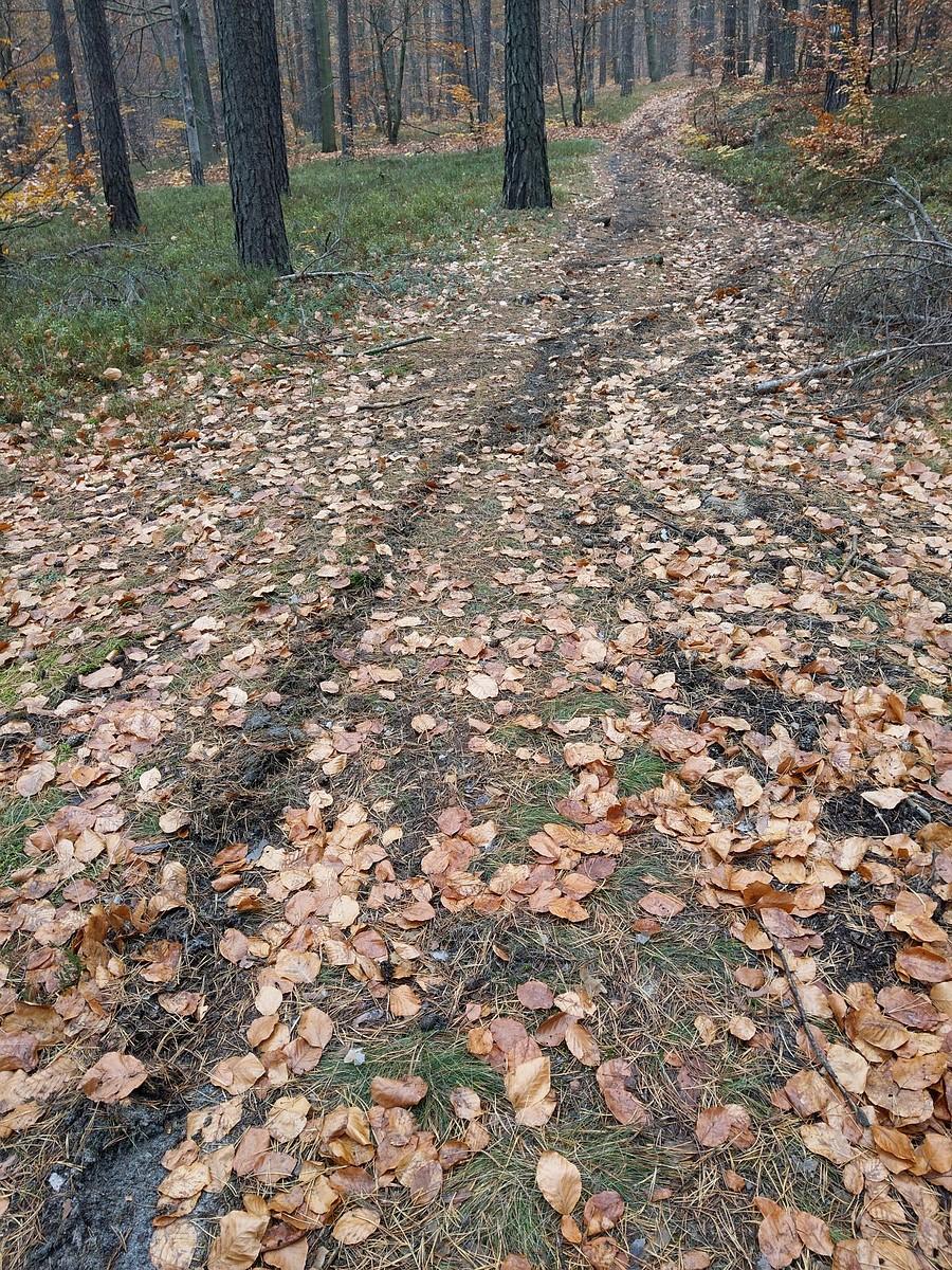 Ślady Motocykli Crossowych w Sokolich - żółty pieszy w stronę rezerwatu przyrody