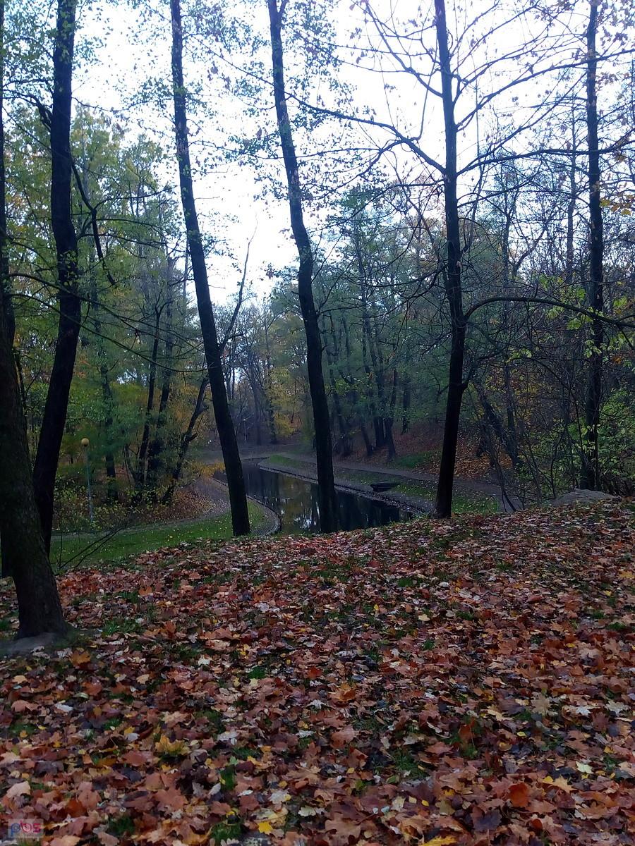 Fosa w parku