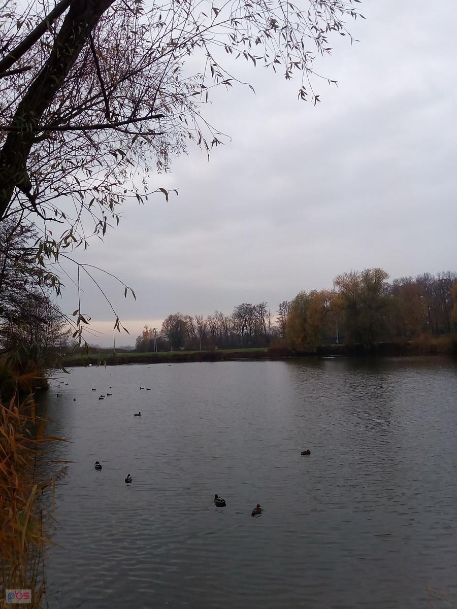 Staw w Zielonkach