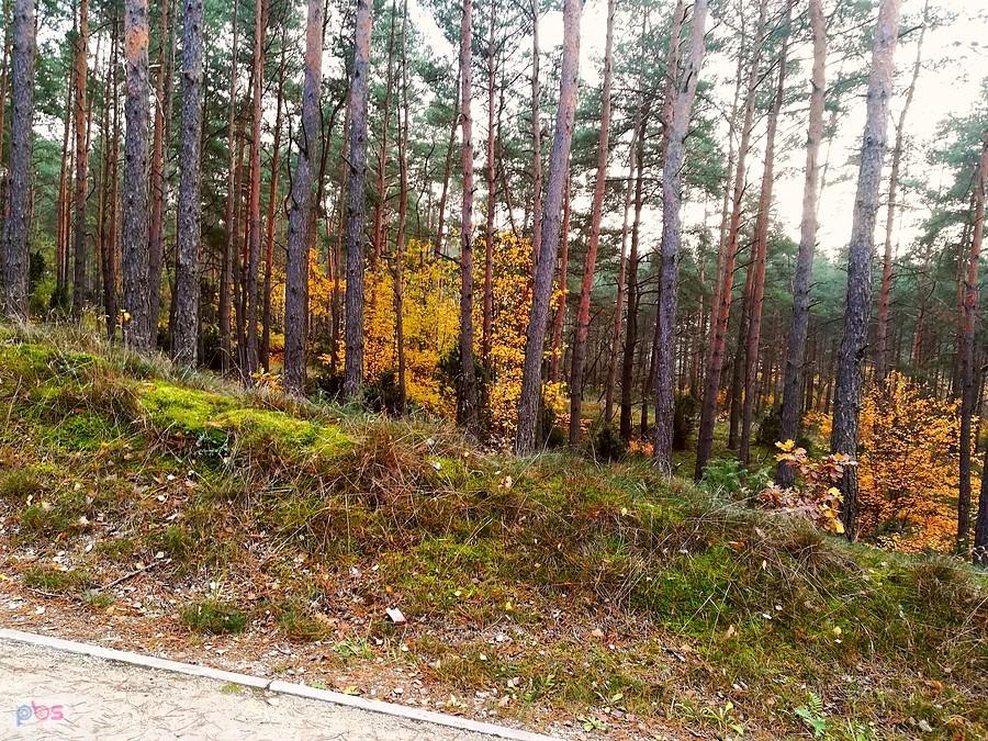 Ostatnie kolory jesieni