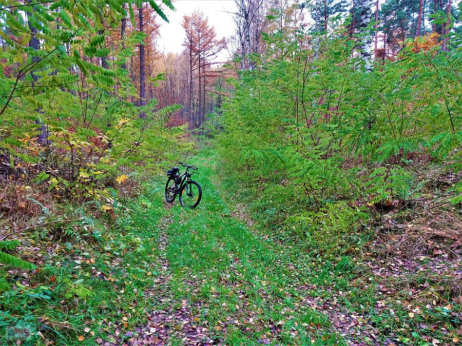 Jesień na rowerze - Las Rokicki. Kociewie.
