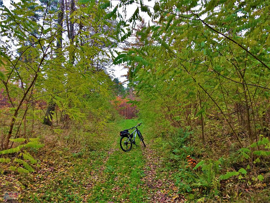 Jesień na rowerze - Las Rokicki. Kociewie.