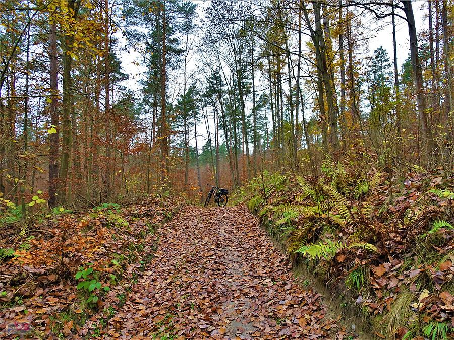 Jesień na rowerze - Las Rokicki. Kociewie.
