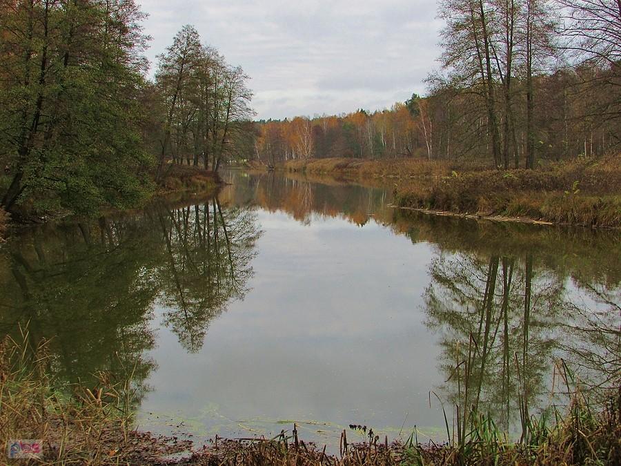 Południowa część stawu