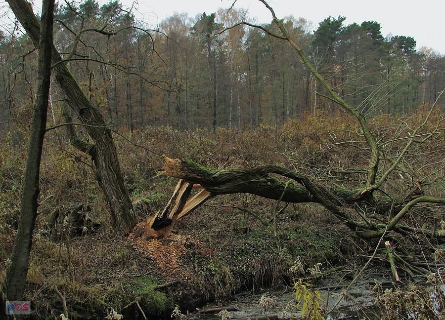 Bobry nad Zieloną jak widać zadomowiły się