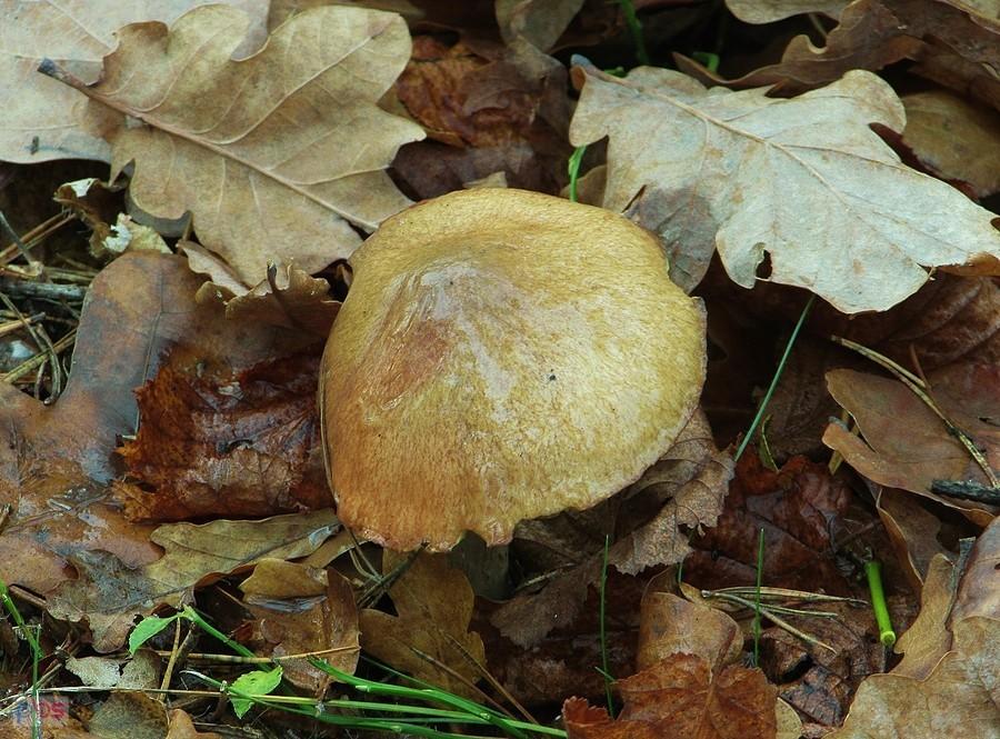 Maślaczek listopadowy