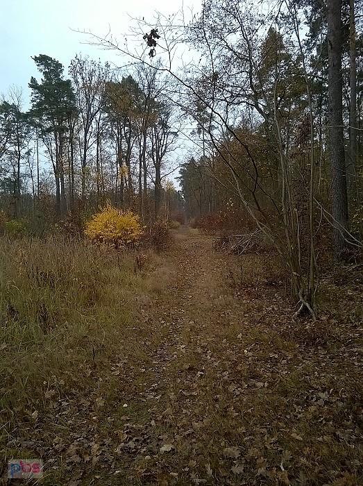 niestety zarastają z każdym sezonem