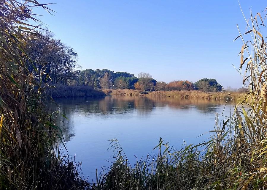 Warta zza szuwarów, Radzewice
