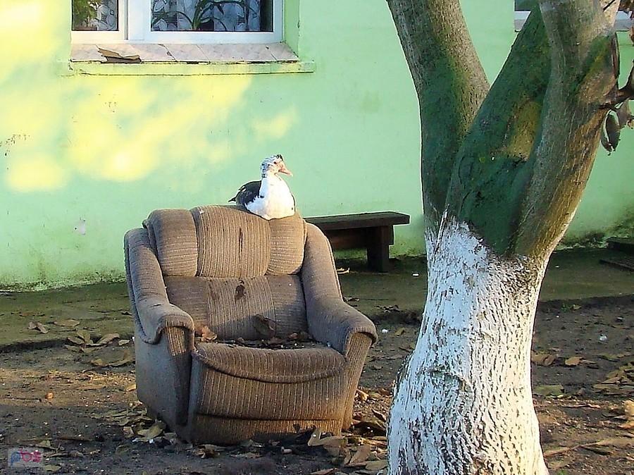Na ulubionym fotelu czyli sjesta II