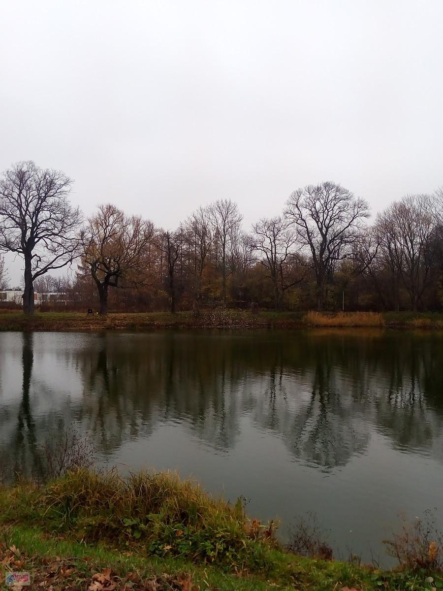 Staw w Ołtarzewie