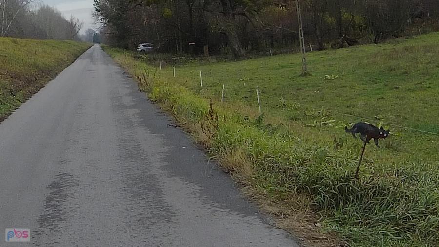 Kot jaki jest każdy widzi