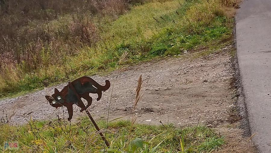 Kot w Wilkowie n/Wisłą