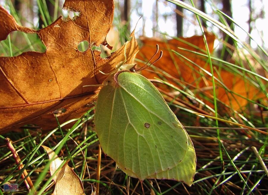 Latolistek cytrynek - motyl całoroczny