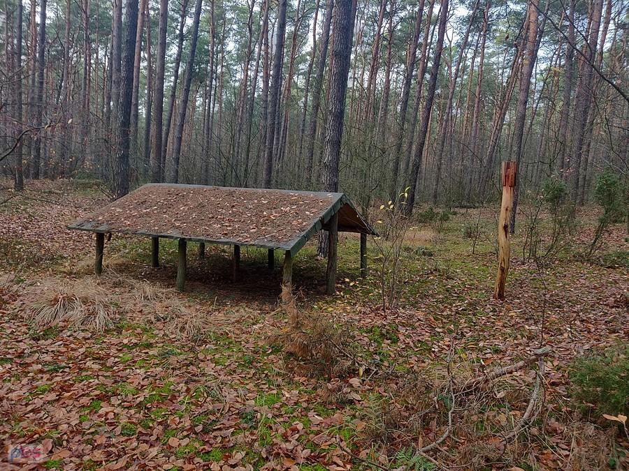 Zadaszenie w środku lasu