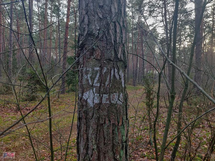 Grzmiąca, oznakowanie na drzewie