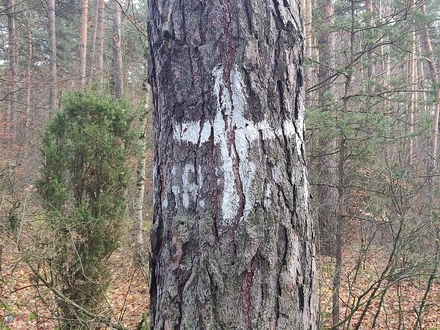 Oznakowanie miejsca pamięci na drzewie