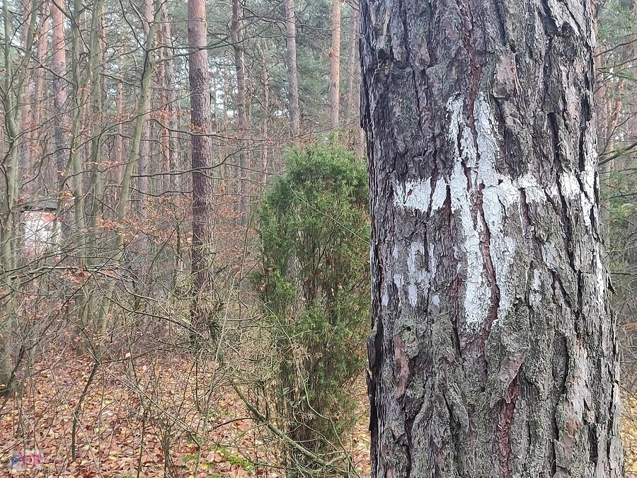 To samo drzewo z widokiem na tablicę.
