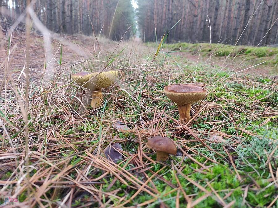 grzyby rosnące na środku leśnej drogi.