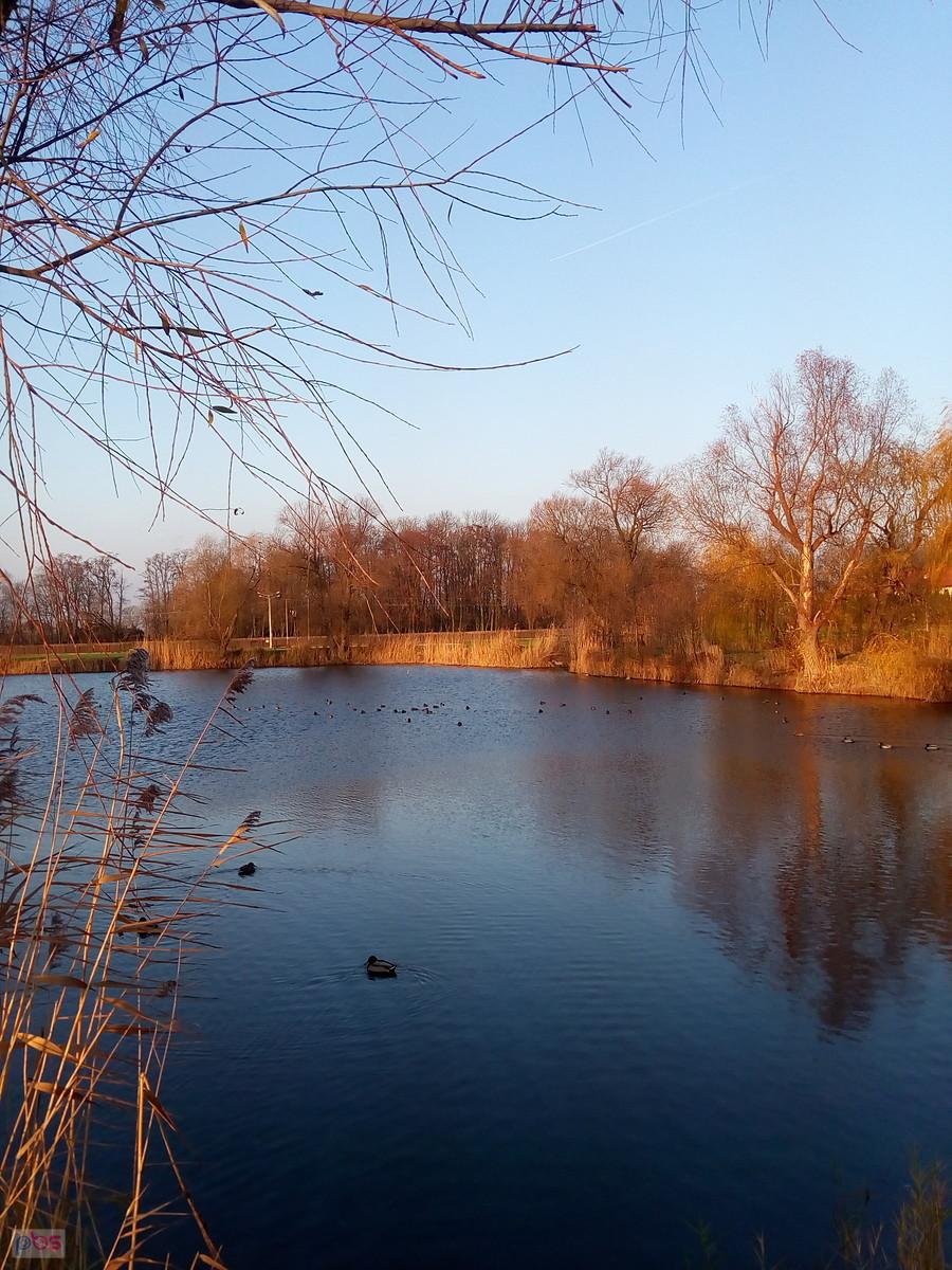 Staw w Zielonkach