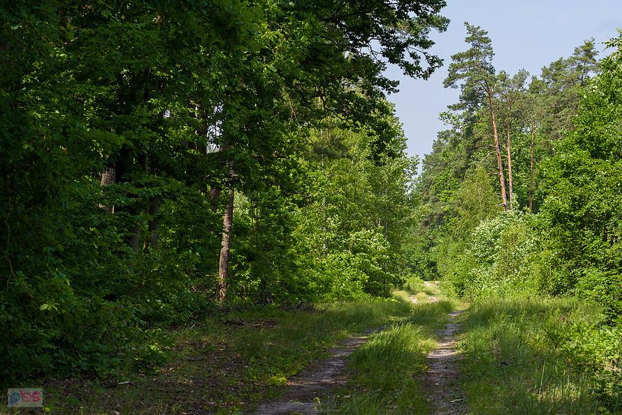 Droga przez las - Duży Sadek - obładowanym trekingiem było tutaj ciężko
