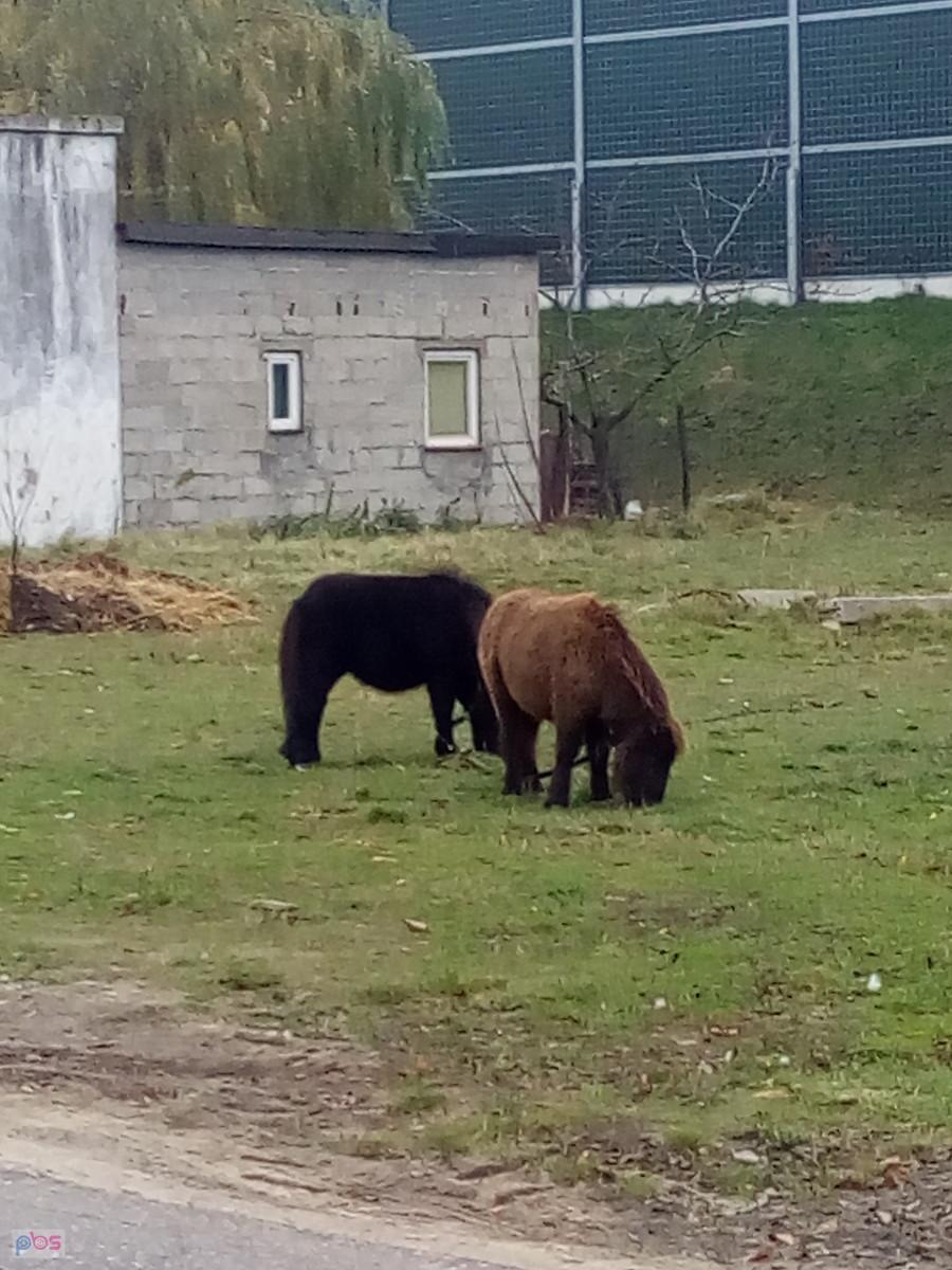 Kucyki jeszcze na pastwisku