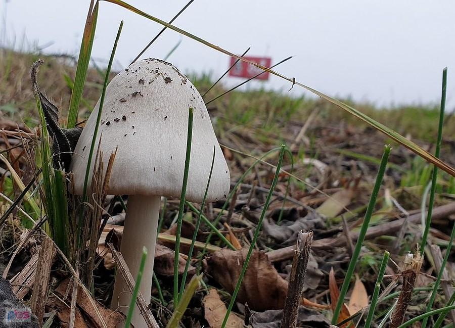 Grzybek przy węźle Zachód