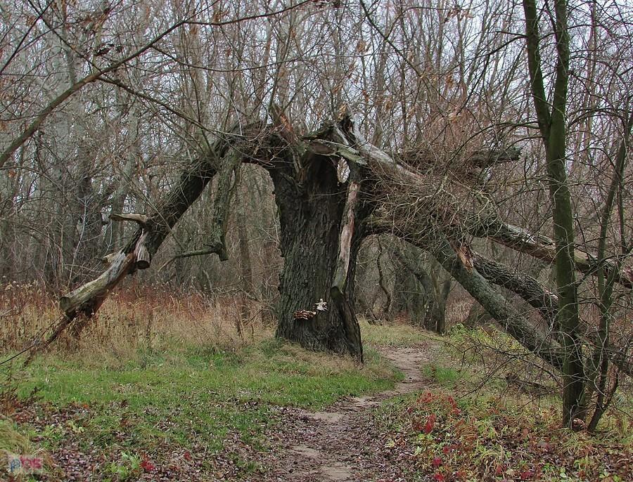 Ścieżka nad Wisłą w Gassach