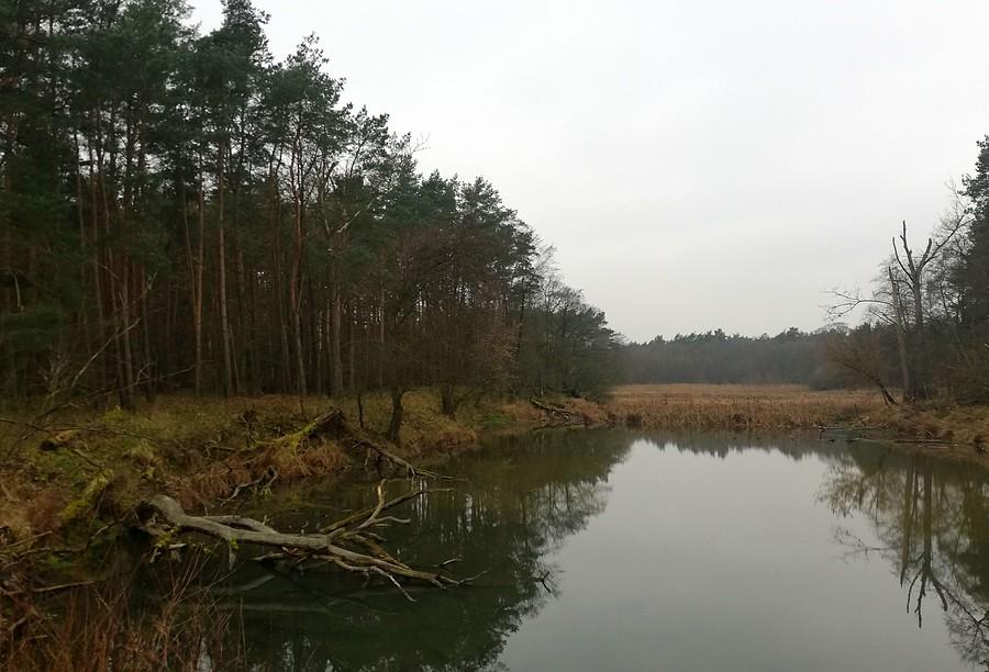 Ulubiona perspektywa, dziś szara - Wielkopolski Park Narodowy