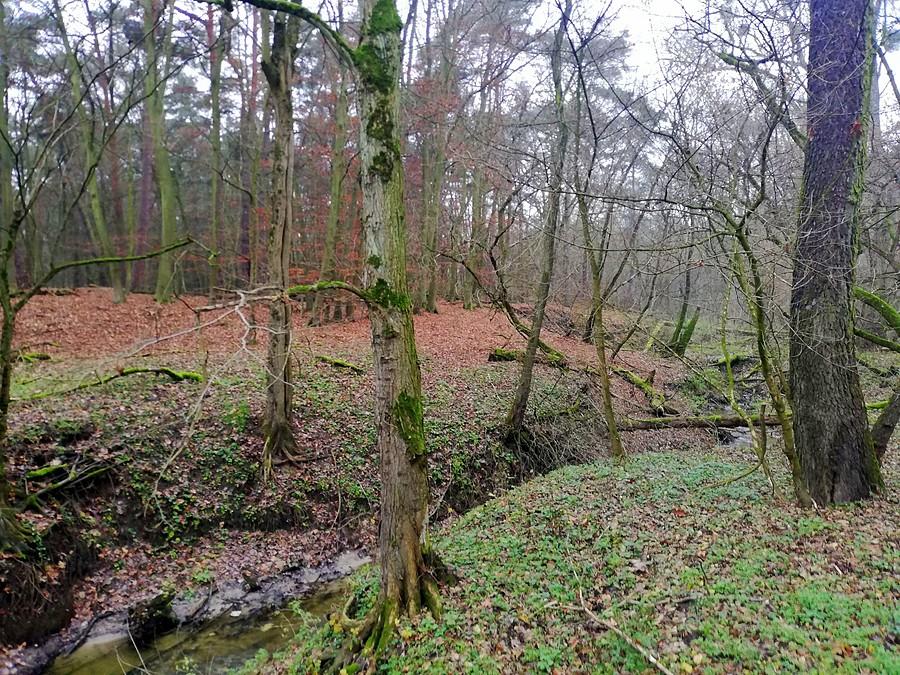Strumyk zrobiony na szaro - Wielkopolski Park Narodowy