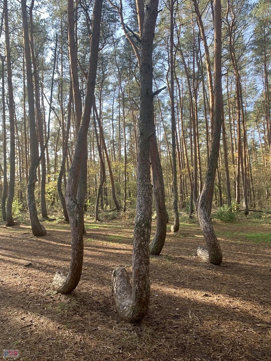 prawie jak na Kurskiej Kosie dancing Wood