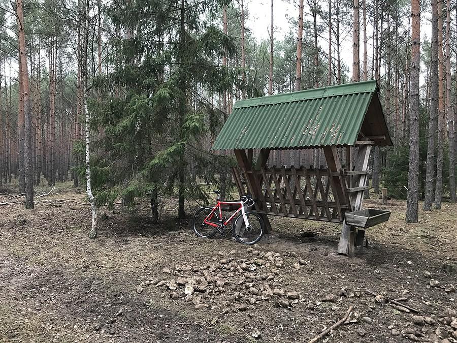 leśny paśnik