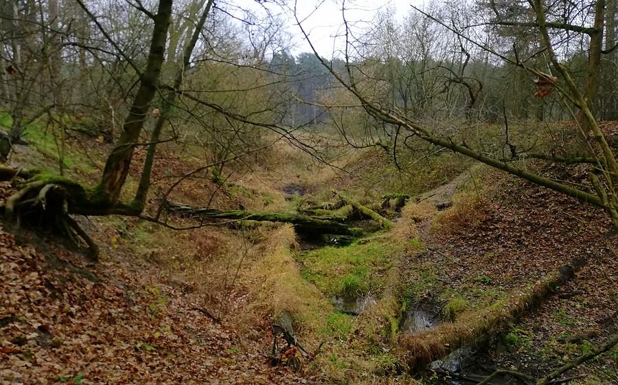 W listopadzie tylko uroczyska trzymają barwy - Wielkopolski Park Narodowy