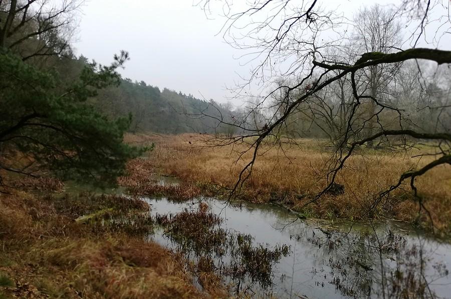 Bagiennie, klimatycznie - Wielkopolski Park Narodowy