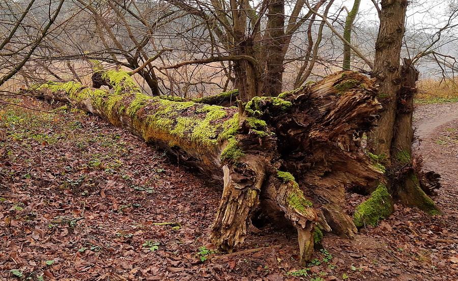 I dlatego warto zostawiać obalone drzewa - Wielkopolski Park Narodowy