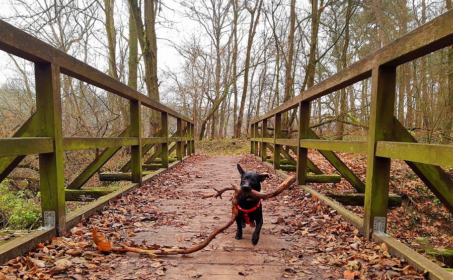 Tętent małych łap - Wielkopolski Park Narodowy