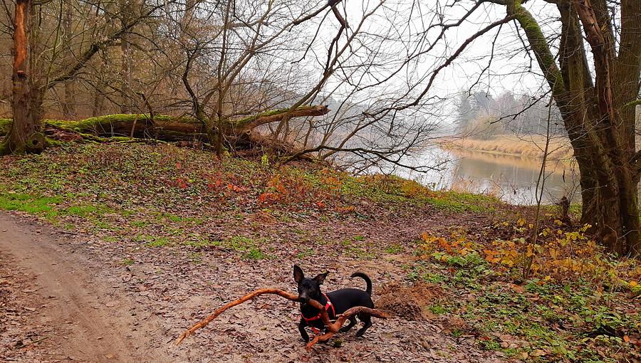 Kijek, Warta, las, pies w swoim żywiole - Wielkopolski Park Narodowy