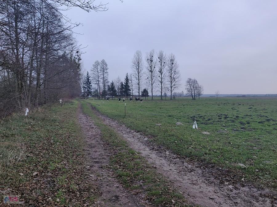 Krowy idące w moim kierunku w zaciekawieniu