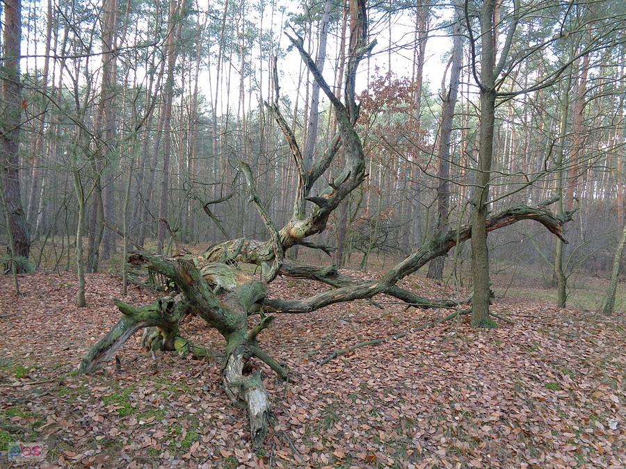 Majestat gałęzi