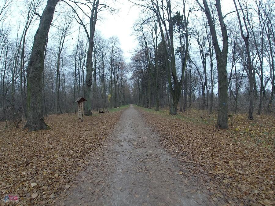 Leśna droga na Młocinach