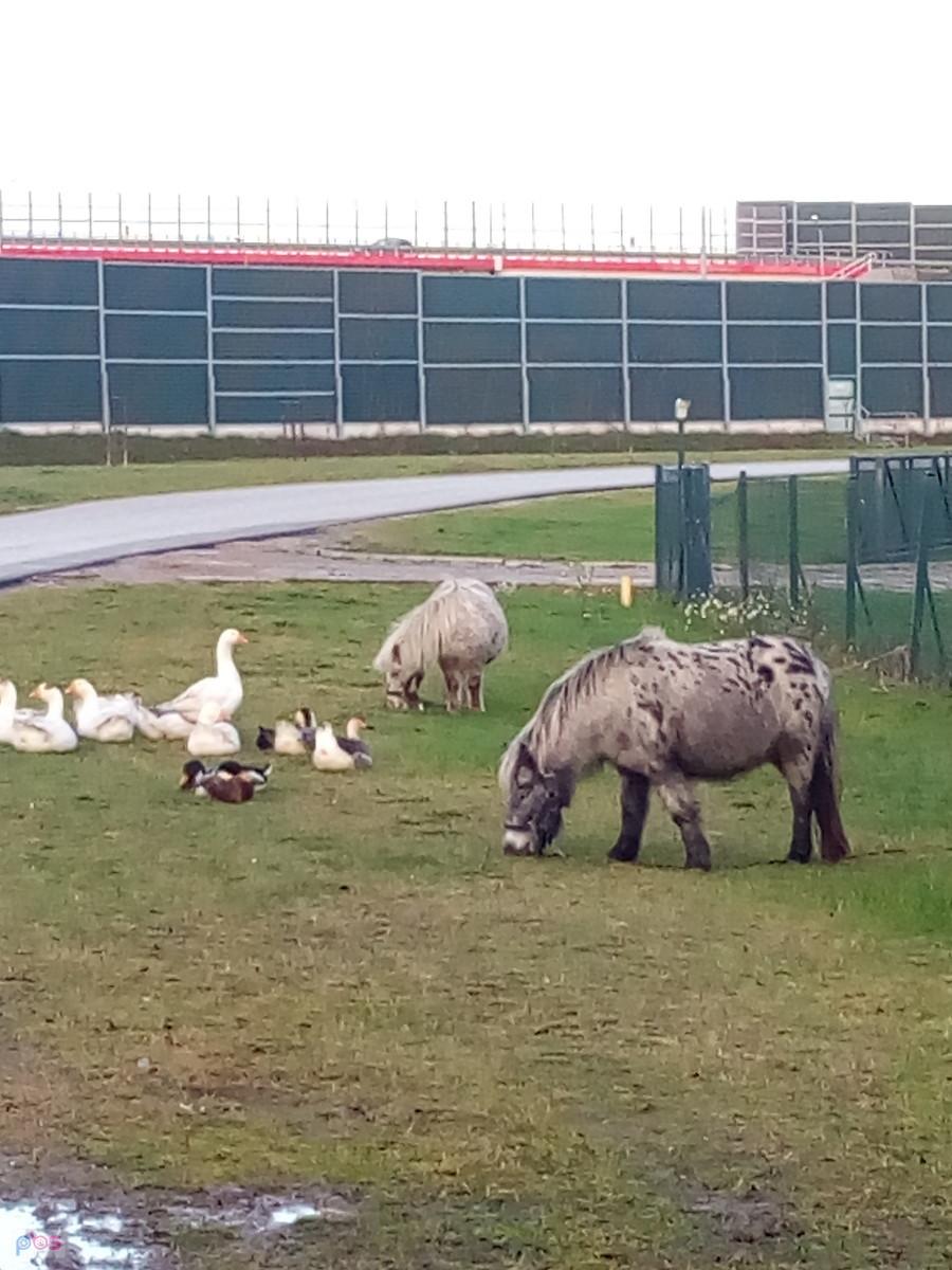Kucyki i drób ciągle jeszcze na pastwisku